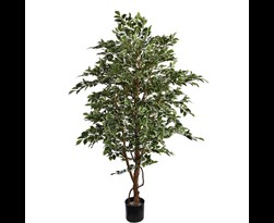 pure royal ficus folia a-tree 160cm white green