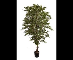pure royal ficus folia a-tree 180cm white green