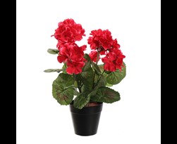 pure royal geranium in pot beauty