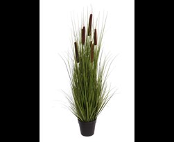 pure royal grass with cattail in pot h green
