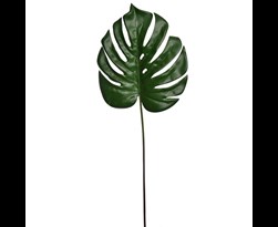 pure royal monstera leaf green