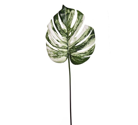 pure-royal-monstera-leaf-white-green