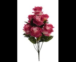 pure royal rose bush x10 beauty