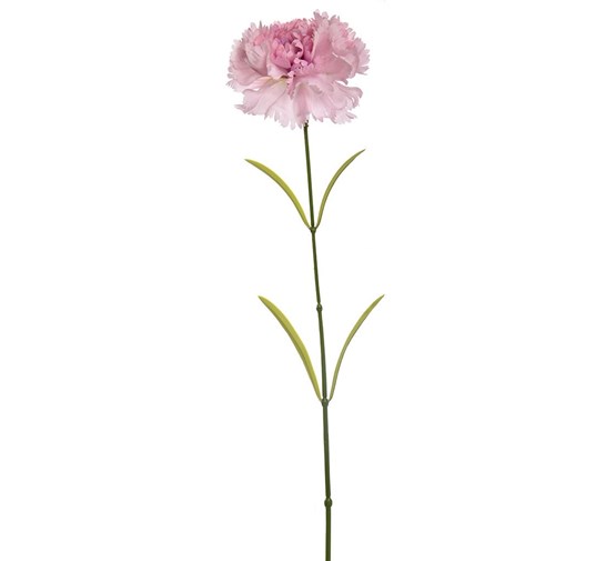 pure-royal-single-carnation-lilac