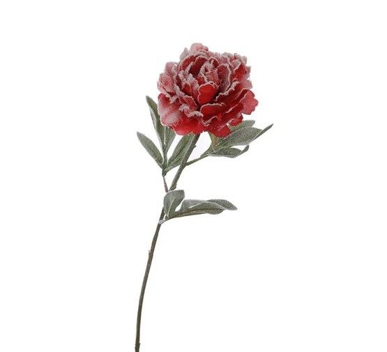                                                                pure-royal-single-peony-with-snow-red