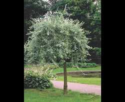 pyrus salicifolia 