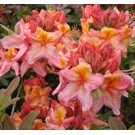rhododendron-ak-berry-rose-