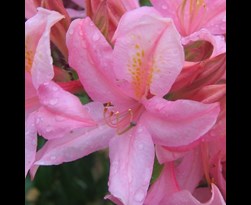 rhododendron (ak) 