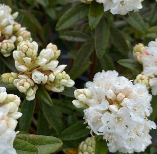 rhododendron 'arctic tern' - Tuincentrum Pelckmans