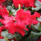 Rhododendron-Baden-Baden