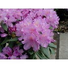 rhododendron-catawbiense-grandiflorum