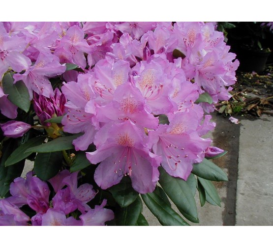 rhododendron-catawbiense-grandiflorum
