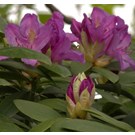 Rhododendron-catawbiense-Grandiflorum