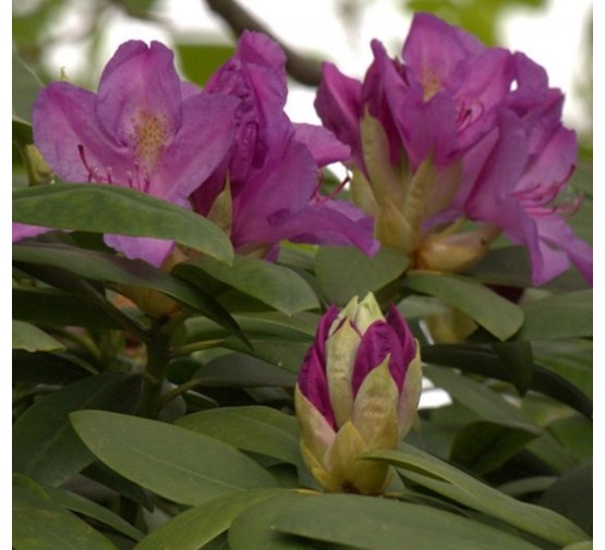 Rhododendron-catawbiense-Grandiflorum