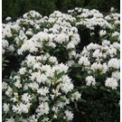 RHODODENDRON-CUNNINGHAMS-WHITE