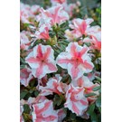 rhododendron-encore-starburst-