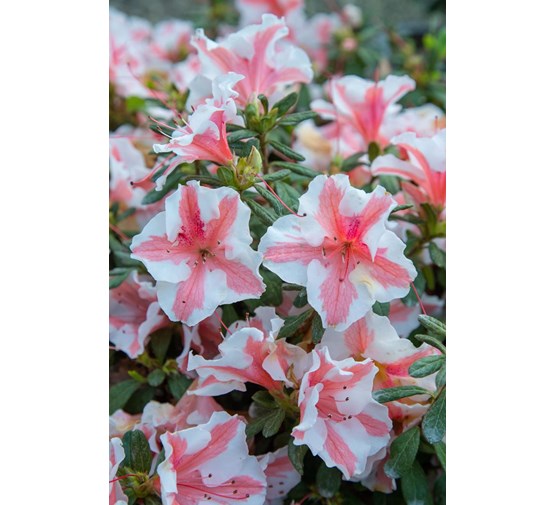 rhododendron-encore-starburst-