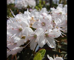 rhododendron impeditum 