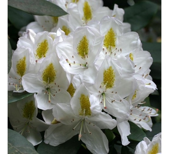 Rhododendron-Madame-Masson