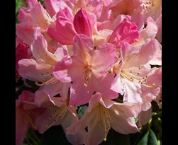 rhododendron yakushimanum 