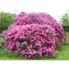 rhododendron-ponticum