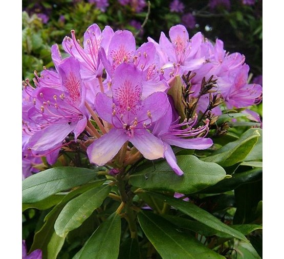 Rhododendron-ponticum