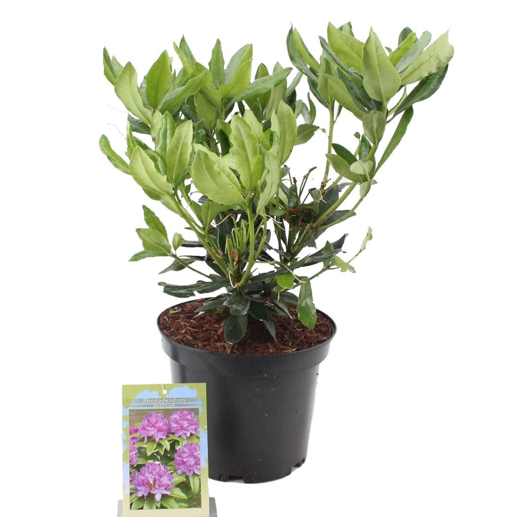 snake plant white Sansevieria Hahnii Gold, Snake Plant