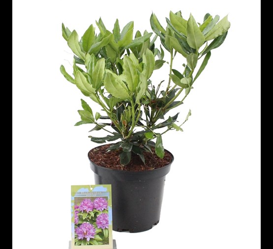 rhododendron-ponticum-variegatum