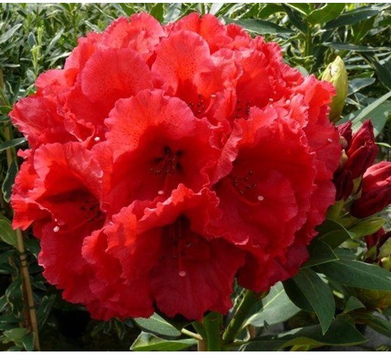 Rhododendron-Red-Jack