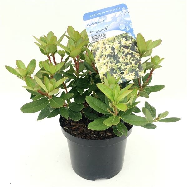 rhododendron 'shamrock' - Tuincentrum Pelckmans