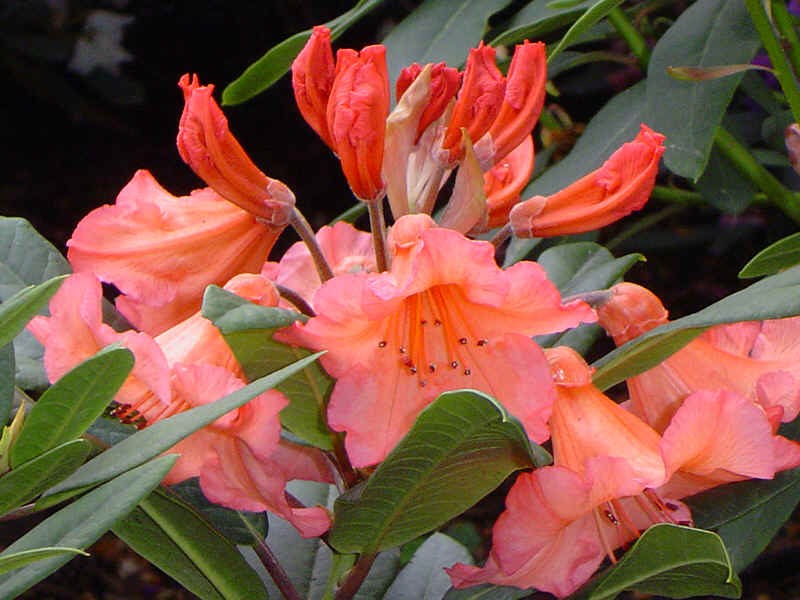 mini strelitzia Bird of Paradise - Mini