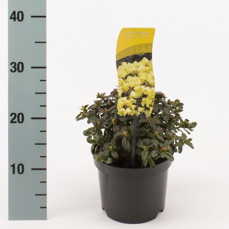 japanische stechpalme schneiden Japanische Stechpalme Kanehirae (Ilex maximowicziana) | 40-60 mit  Wurzelballen