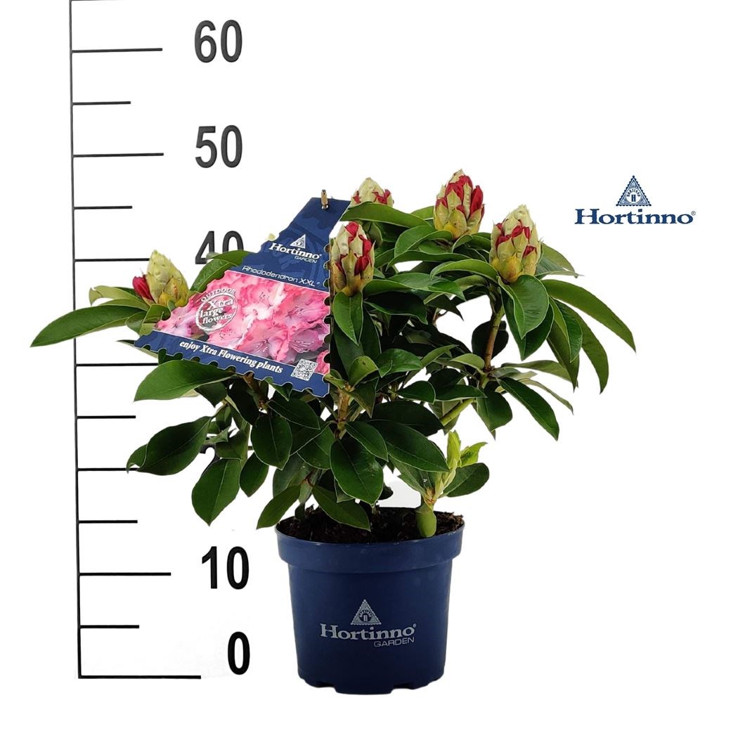 rhododendron XXL - Tuincentrum Pelckmans