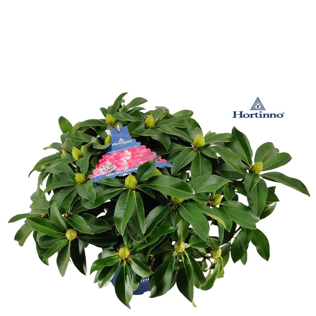 rhododendron XXL - Tuincentrum Pelckmans