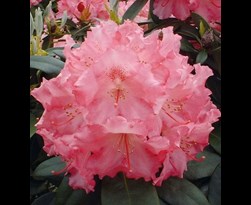 rhododendron yakushimanum 
