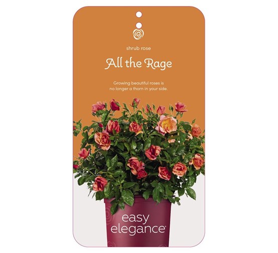 rosa-all-the-rage-