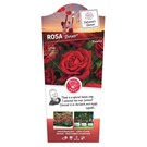 Rosa-Botero-BOU