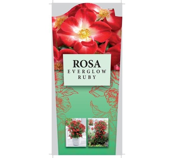 rosa-everglow-ruby-