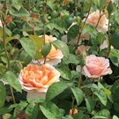 rosa-floriana-