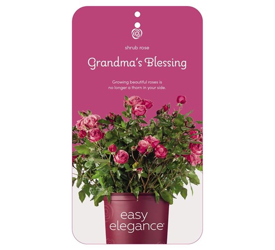 rosa-grandma-s-blessing-