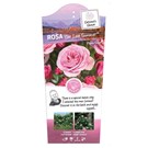 Rosa-Our-Last-Summer-BOU