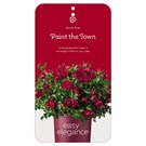 rosa-paint-the-town-