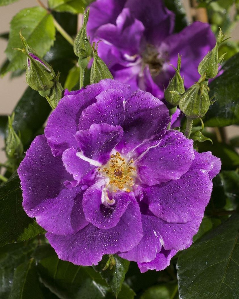 Rosa Rhapsody rosa 'rhapsody in blue'® - Tuincentrum Pelckmans