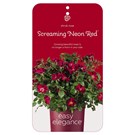 rosa-screaming-neon-red-