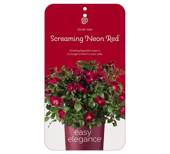 rosa-screaming-neon-red-
