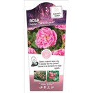 rosa-therese-bugnet-