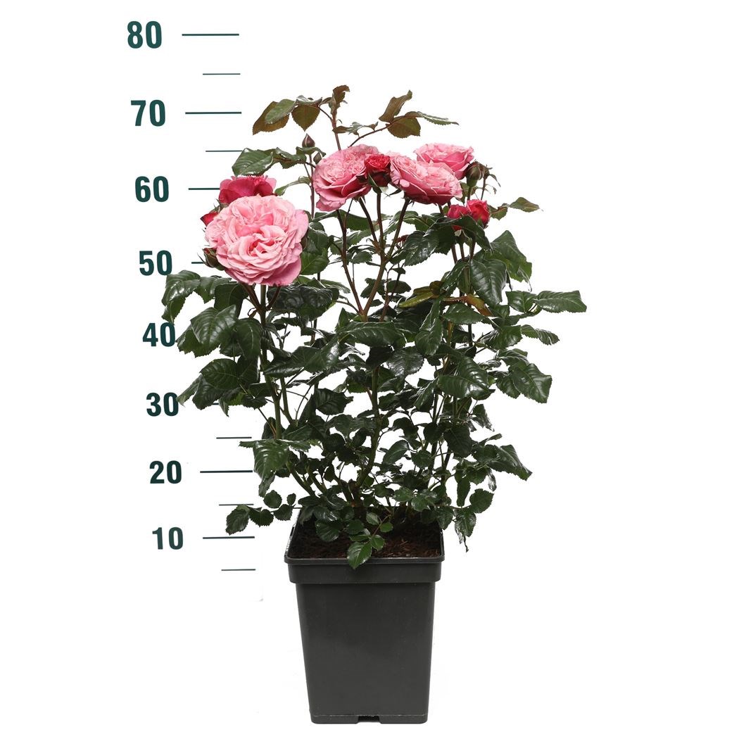 rosa 'wildberry' - Tuincentrum Pelckmans