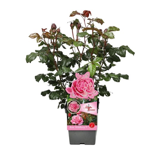 Wild Berry Rosa rosa 'wildberry' - Tuincentrum Pelckmans