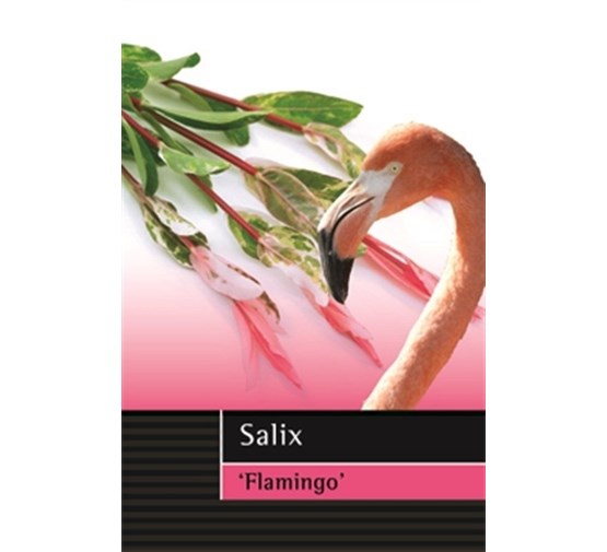 salix-integra-flamingo