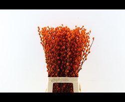 salix wilgenkatjes lang per bundel oranje
